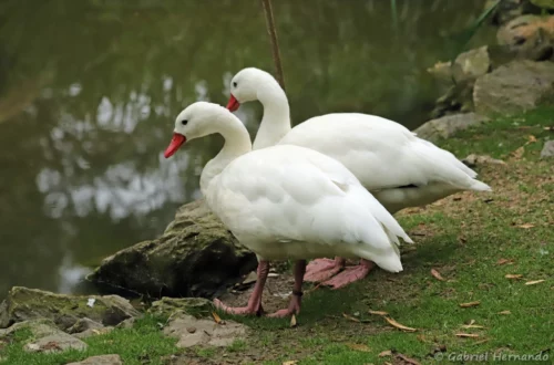 Coscoroba blanc