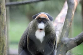 Cercopithèque de Brazza