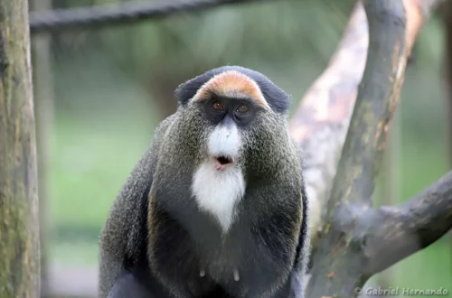 Cercopithèque de Brazza