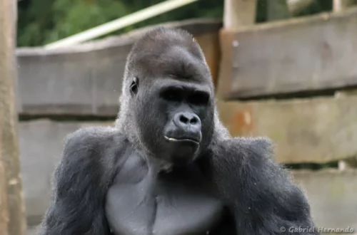 Mâle Gorille des plaines de l'ouest - Gorilla gorilla gorilla (ZooParc de Beauval, mai 2025)