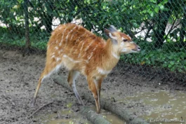 Sitatunga