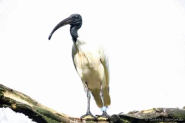 Ibis à tête noire
