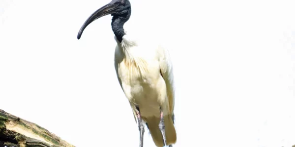 Ibis à tête noire