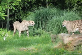 Guépard