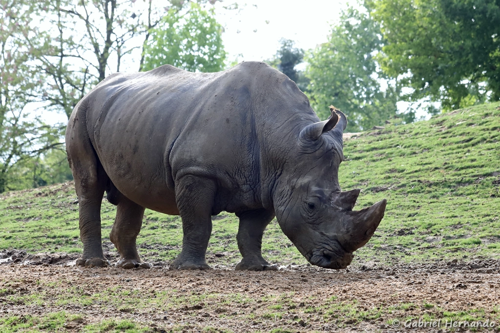 Rhinocéros blanc