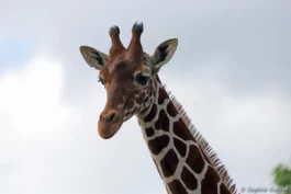 Girafe réticulée