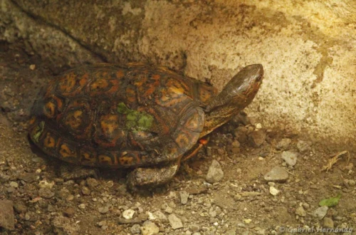 Tortue forestière peinte