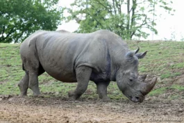 Rhinocéros blanc