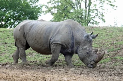 Rhinocéros blanc