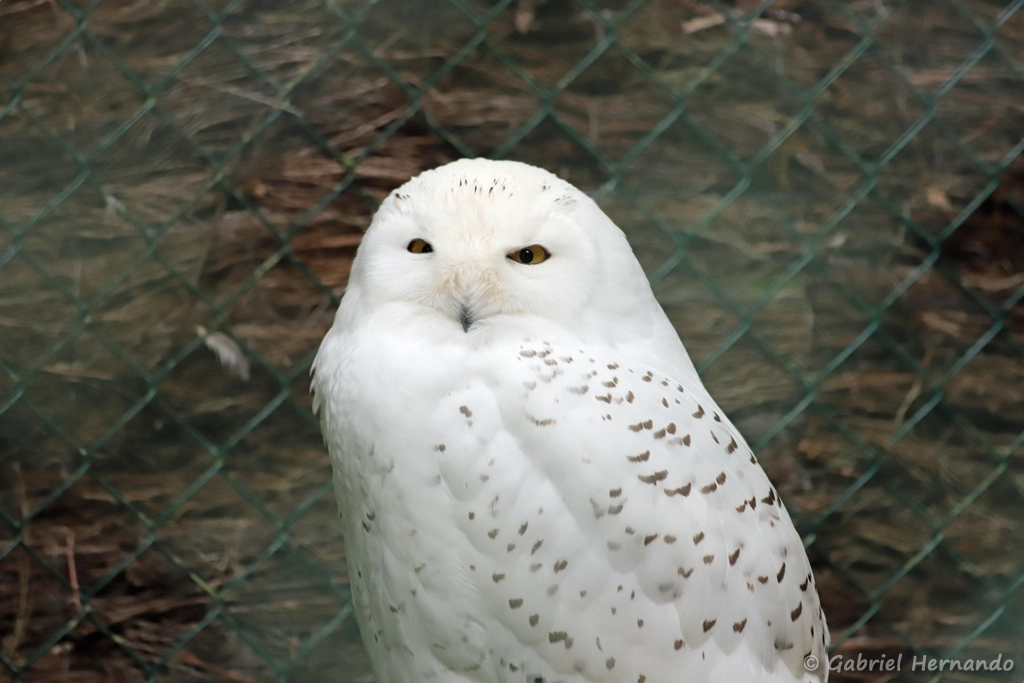 Femelle d'Harfang des neiges