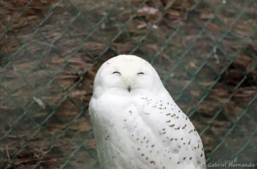 Femelle d'Harfang des neiges