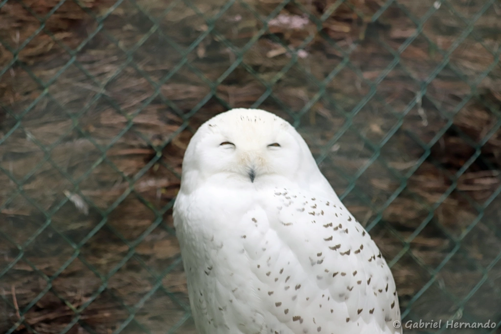 Femelle d'Harfang des neiges