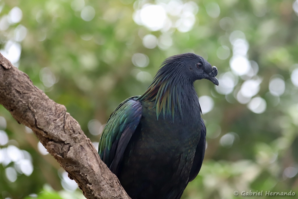 Pigeon de Nicobar