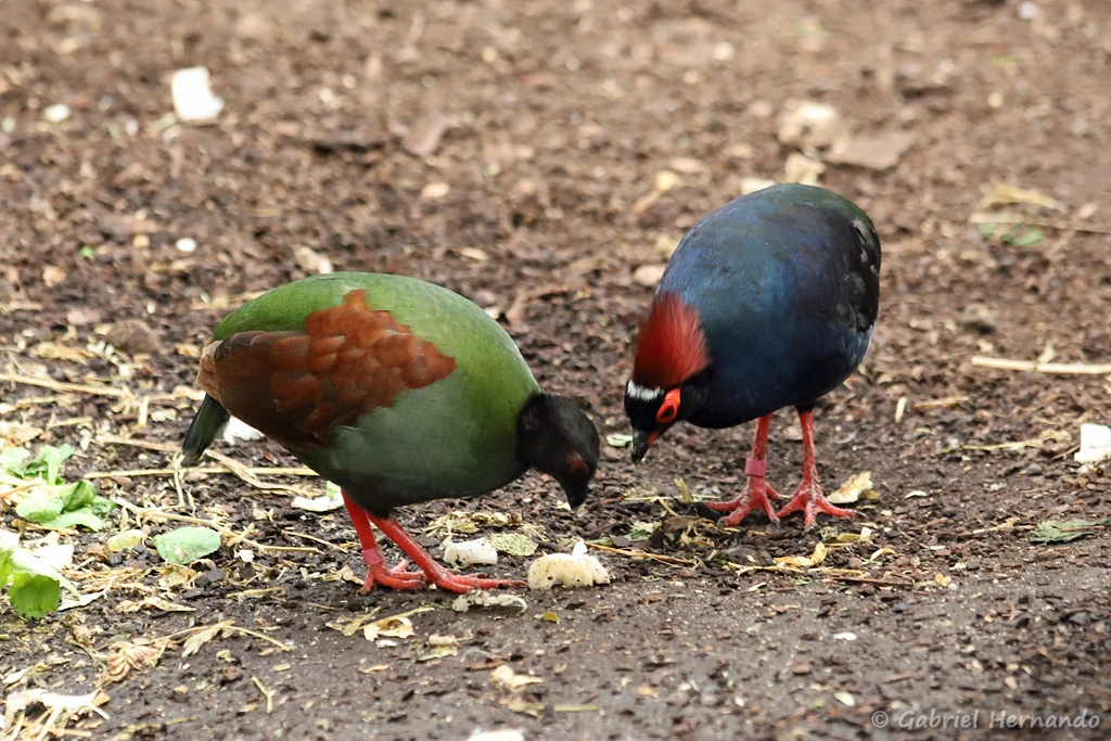 Couple de Roulroul couronné