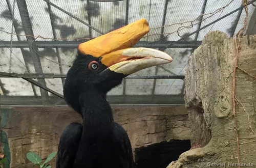 Calao rhinocéros