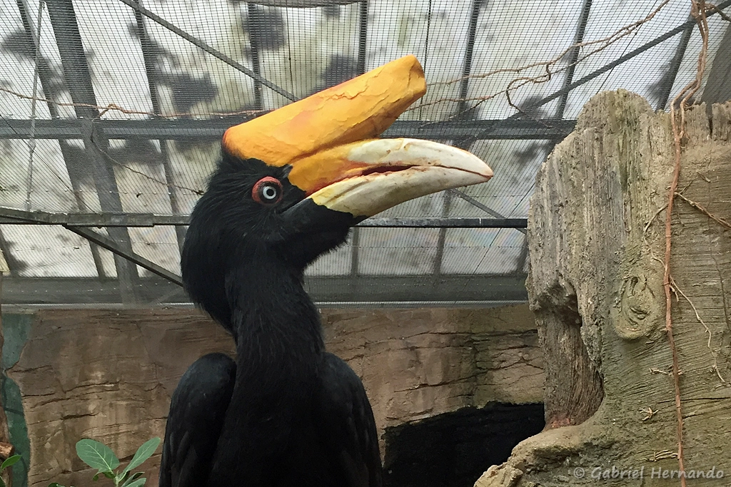 Calao rhinocéros