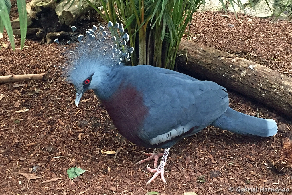 Goura de Victoria