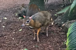 Cerf souris