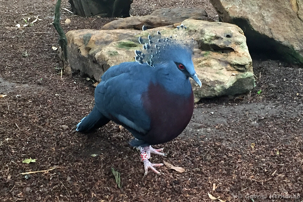 Goura de Victoria