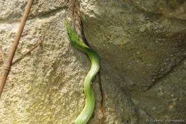 Serpent Ratier-Rhinocéros