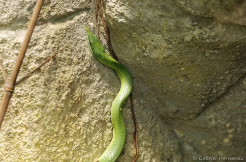 Serpent Ratier-Rhinocéros