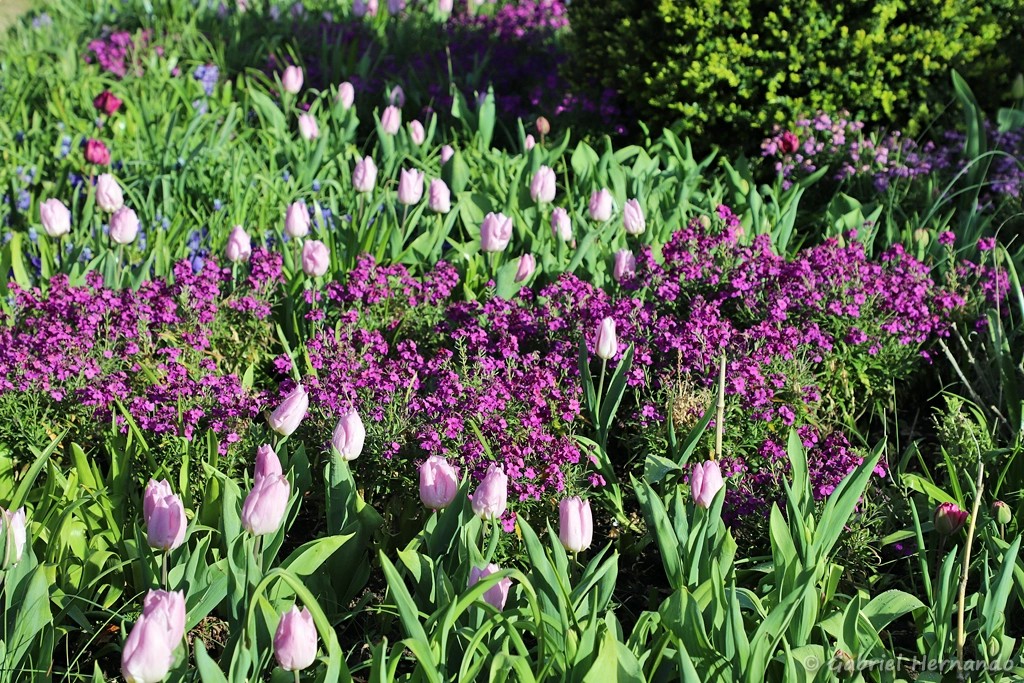Le jardin teinté de de rose et violet