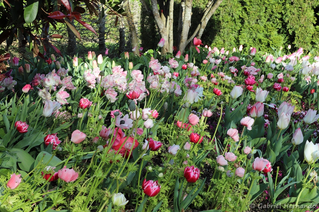 Le jardin teinté de de rose
