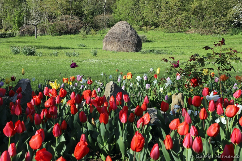 La meule, dans la prairie, avec un parterre de tulipes