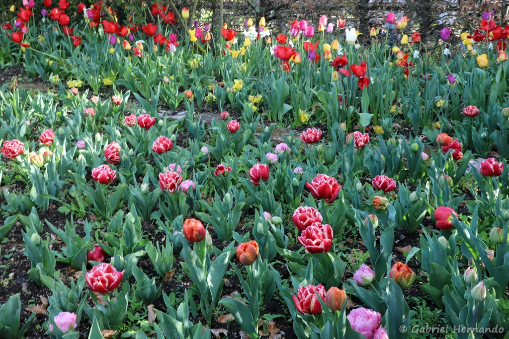 Tulipes