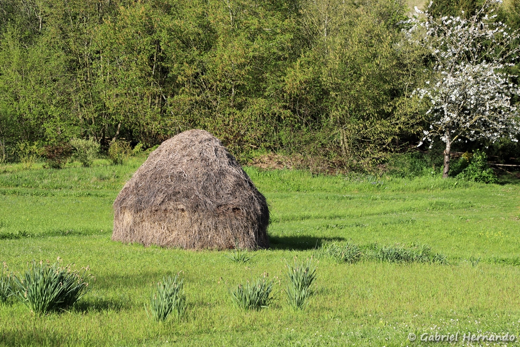 La meule, dans la prairie