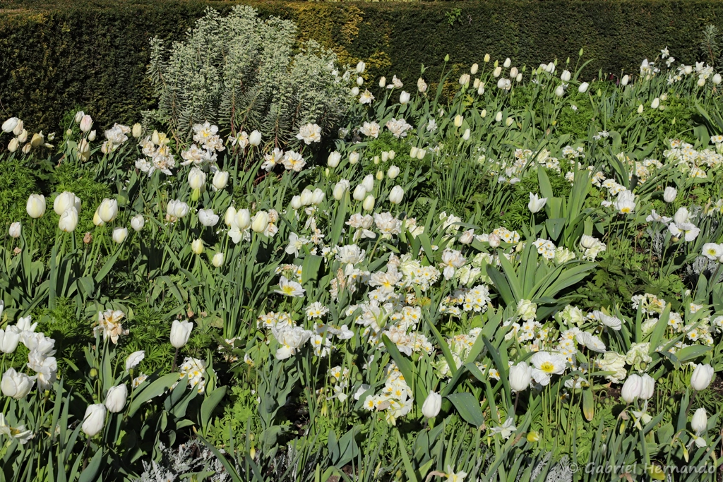 Le jardin blanc