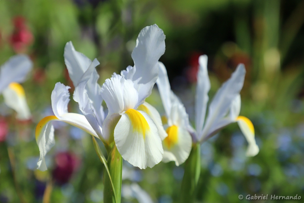 Iris blancs