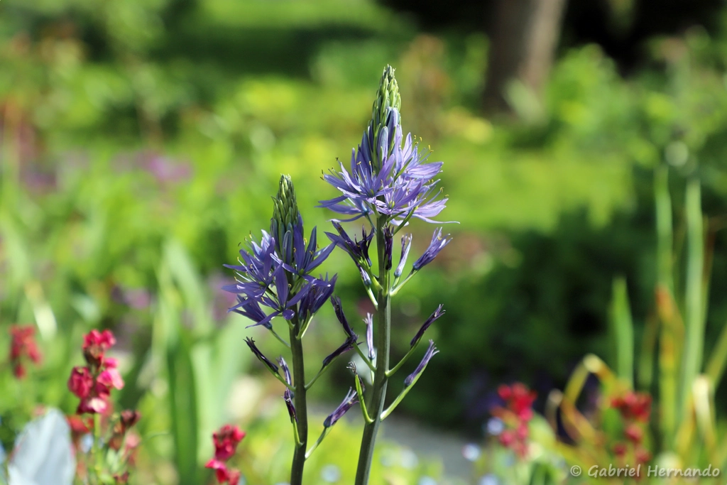 Camassia de Leichtlin - Camassia leichtlinii
