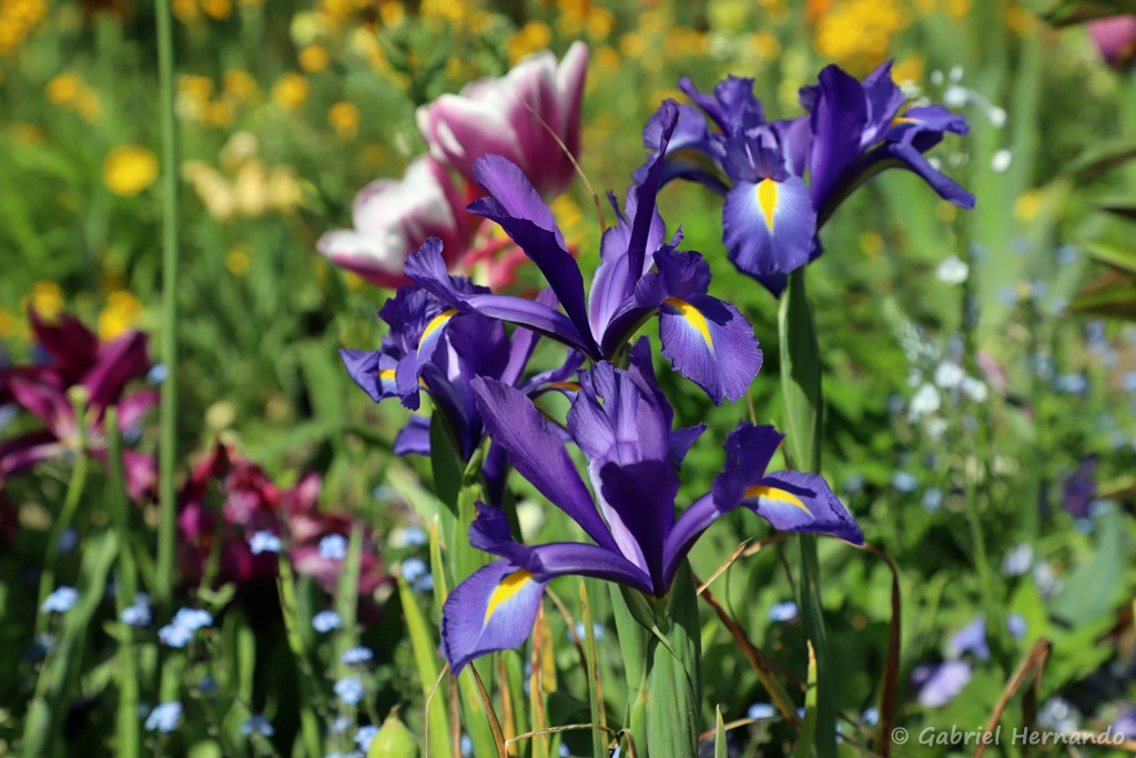 Iris bleus