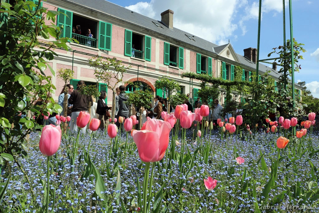 La maison, avec tulipes et myosotis
