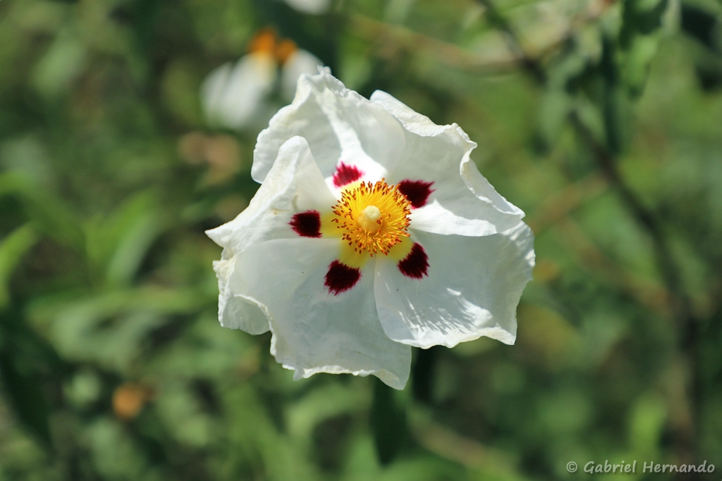 ciste porte-labdanum ou ciste à gomme – Cistus ladanifer