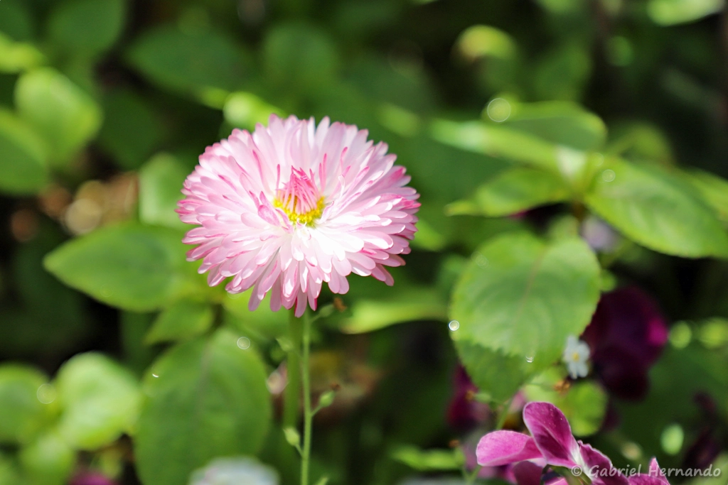 Paquerette - Bellis perenis