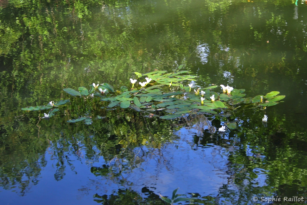 Les premiers nénuphars
