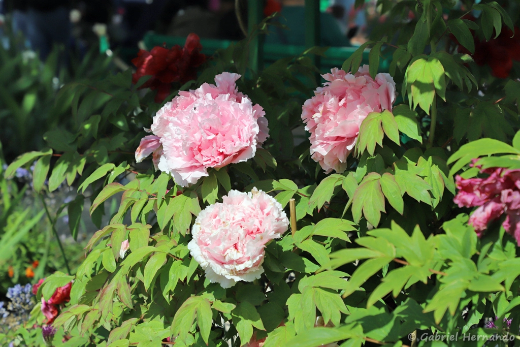 Pivoines roses