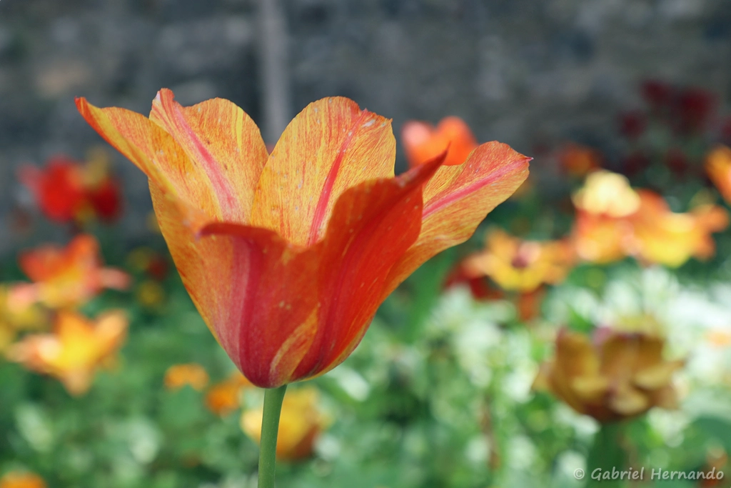 Tulipe orangée marbrée de rouge