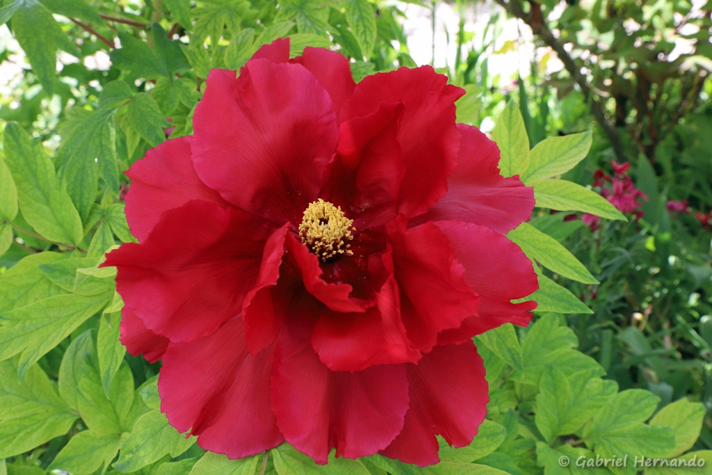 Pivoine rouge