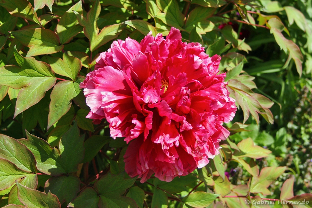 Pivoine rouge