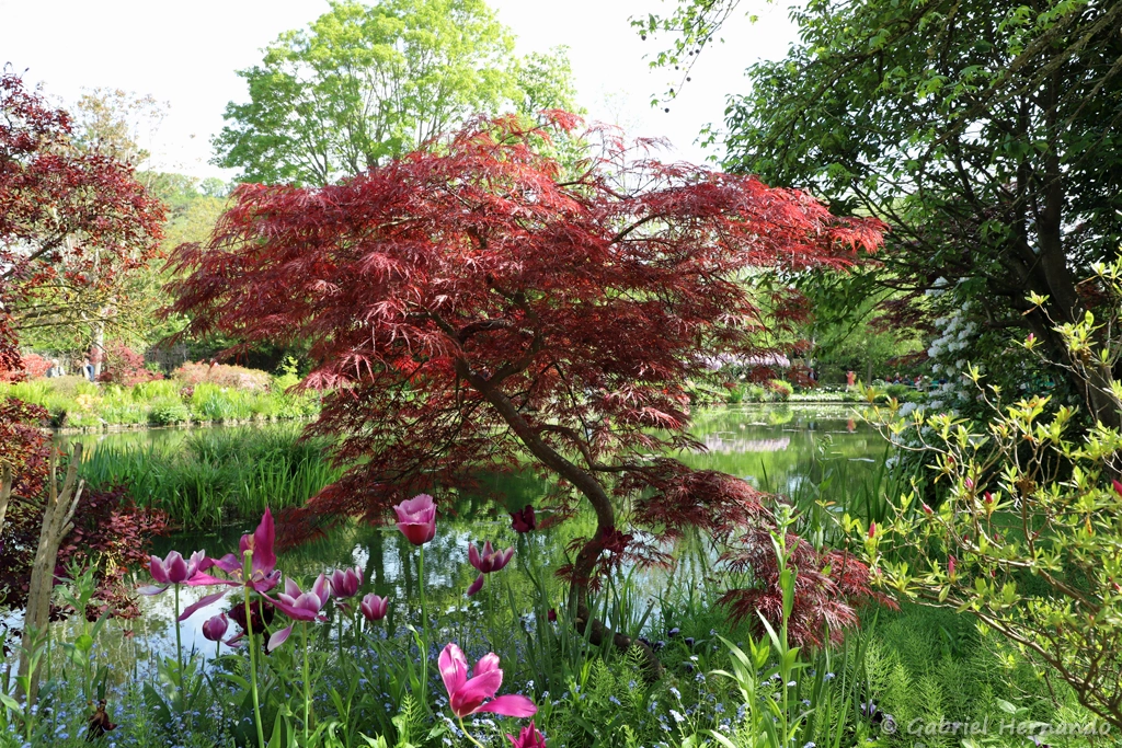 Erable du japon et jardin d'eau