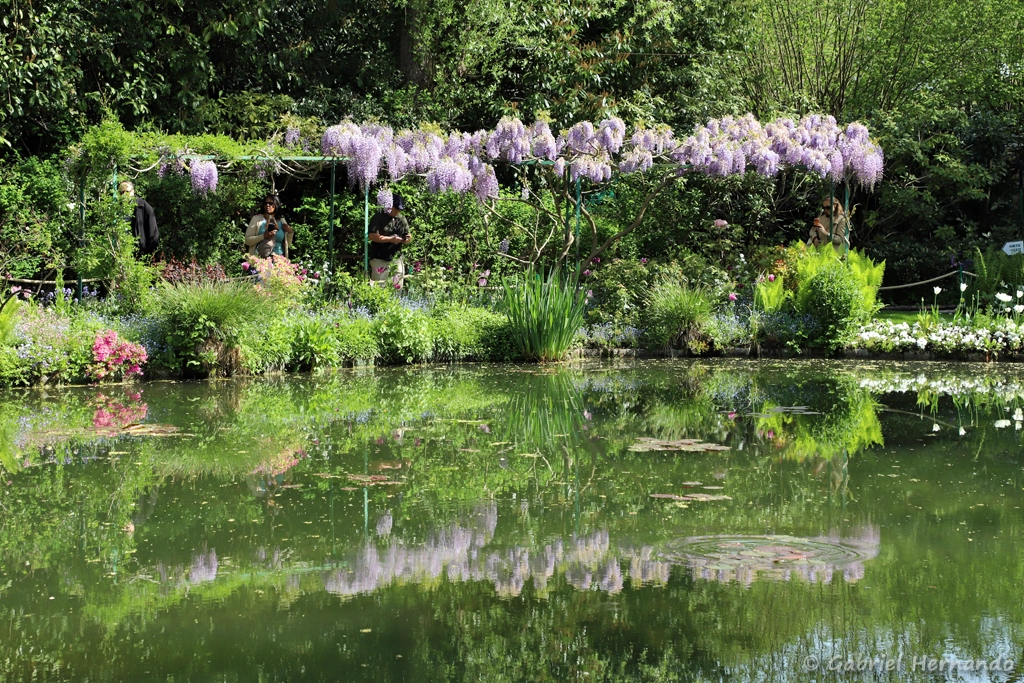 Les glycines, avec reflets dans le bassin