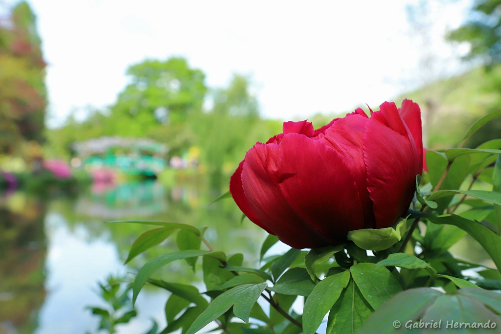 Pivoine rouge