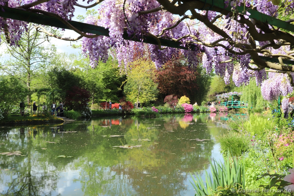Glycines et reflets dans le jardin d'eau