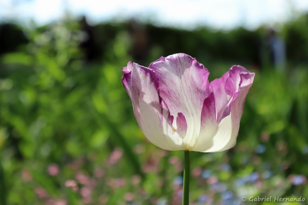 Fleur de tulipe