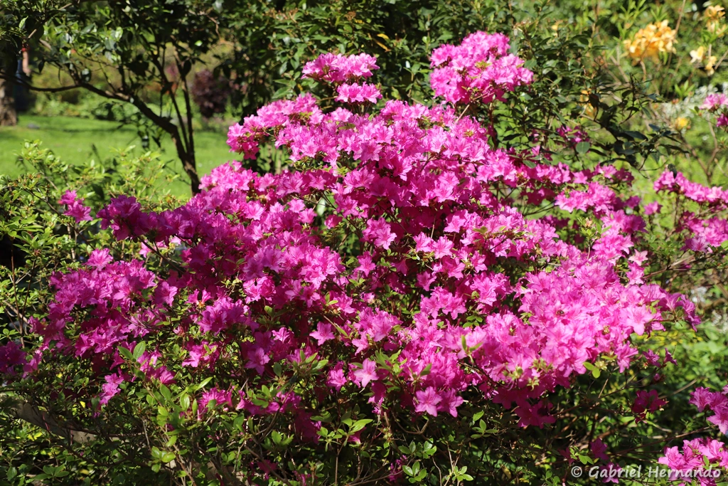 Rhododendron rose