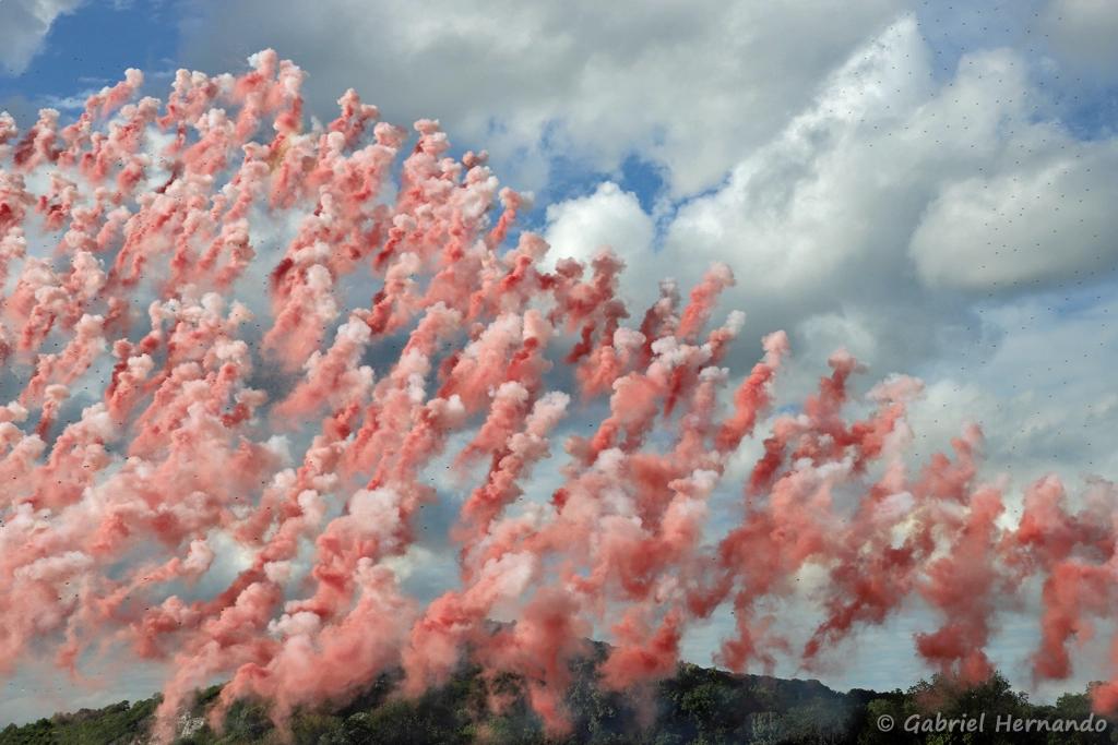 Le Champ de coquelicots