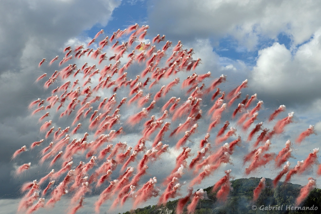 Le Champ de coquelicots